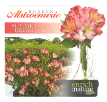 Alstroemeria Summer Break Label.png